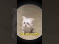 Do you like me?