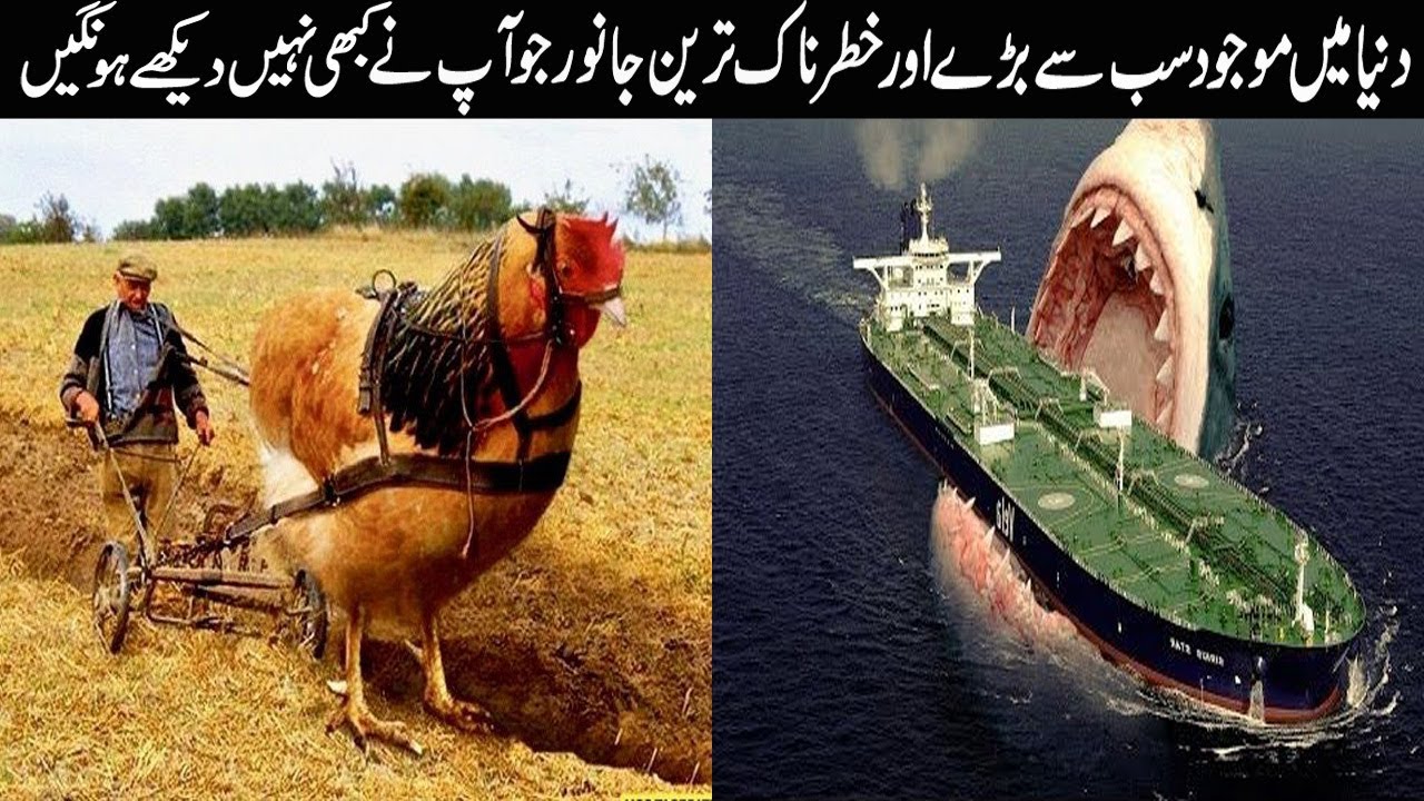 Top 10 Biggest Animals In World Ever 