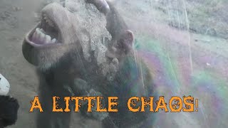 A Little Chaos! @LawoftheClaw