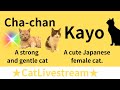 ★CatLivestream★72