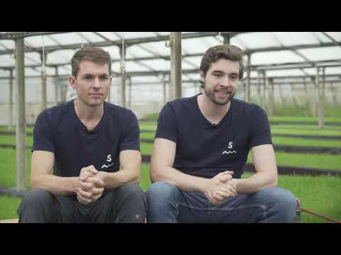 Vídeo: Salicaria monetaria: cultiu i reproducció