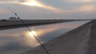 California Aqueduct Bait & Wait Fishing Limits(Carolina Rig & High Low Rig)solar eclipse fishing 24