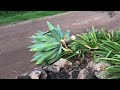 NZ Gardening - Don’t be afraid to fail