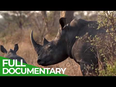 Wild Assassins – Deadly Horns and Tusks | Free Documentary Nature