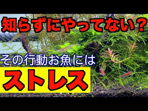 魚のストレスが健康に与える影響とは？予防と管理のコツ