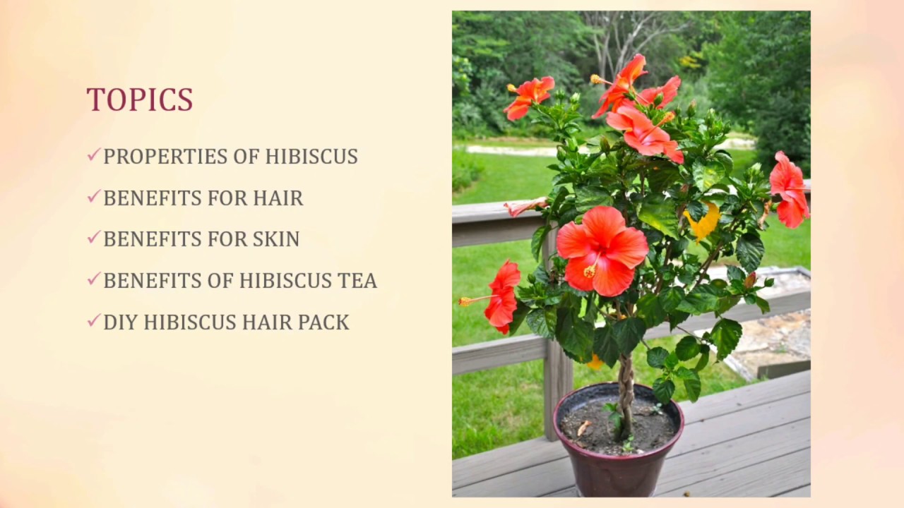 Interesting Facts About Hibiscus🌺 II 2020 II Sembaruthi YouTube