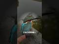 新幹線を世界No.1にした鳥【㊗️41万再生】