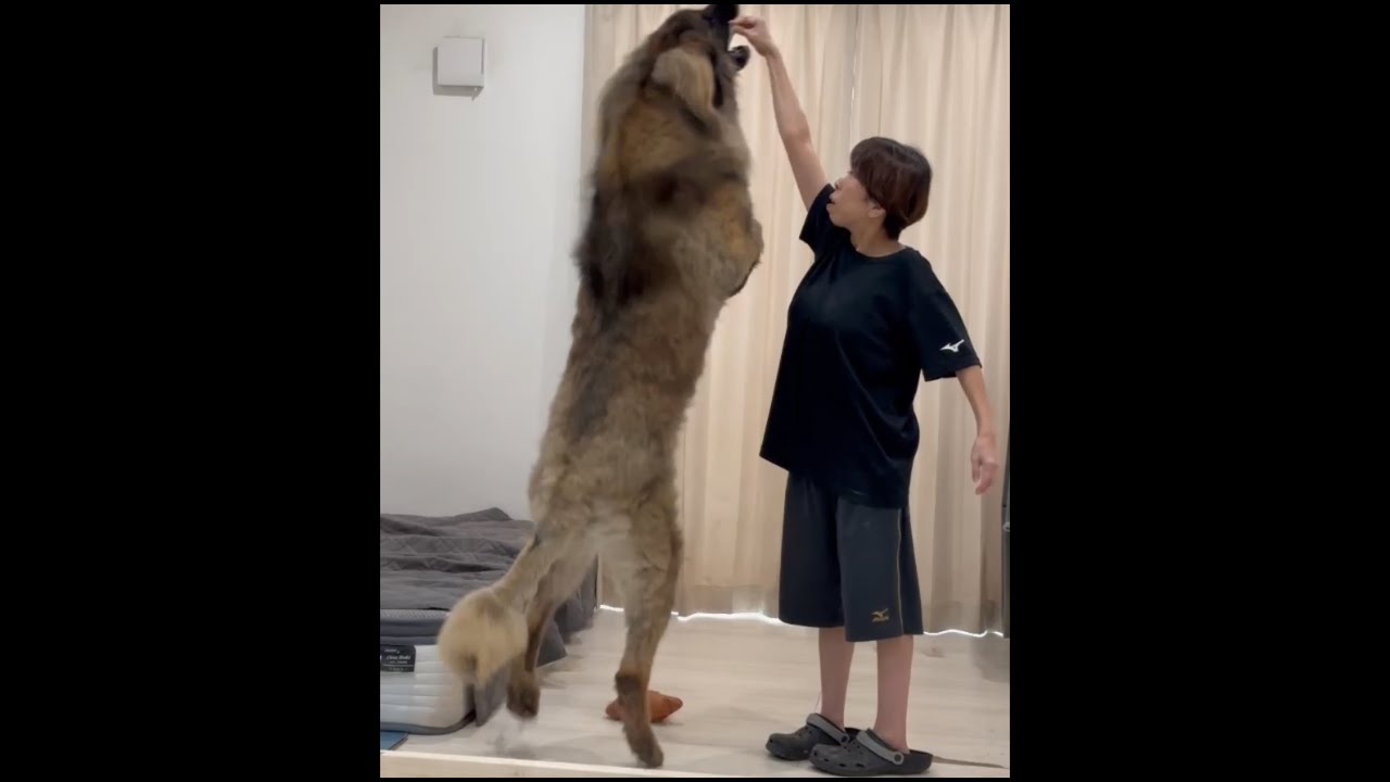 【超大型犬】　ボーズ刈り　Leonberger　レオンベルガー
