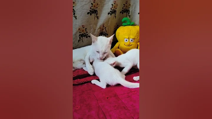 Video 11335091: pets cat babies funny, cat cute baby pets, cats catlover, kitten meowing, cat family