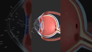 Eye Anatomy And Physiology Animation 👁 #Shorts #Eyeballs #Humanbody