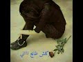 اجمل نغمه رنين للعيد 