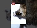 Семья кабанов зимой🐗 #животные #природа