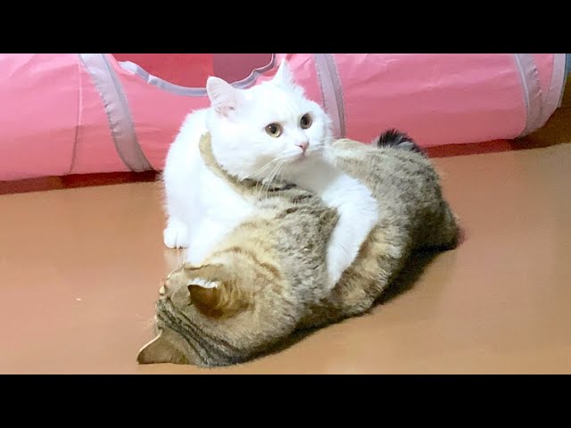 発情のむず痒さを先輩のモフ猫にぶつける子猫！