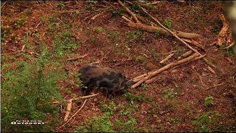 Bowhunting Hogs: Two Georgia Hogs hit the Dirt
