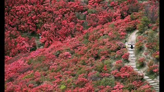 葛城山のツツジ見頃