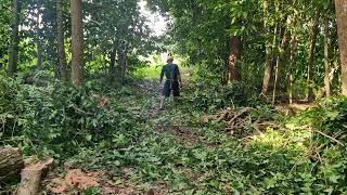 THE MOST EFFICIENT EXTREME PINE BRANCH PRUNING TECHNIQUE USING A RAZOR-SHARP SICKLE! -agricultural