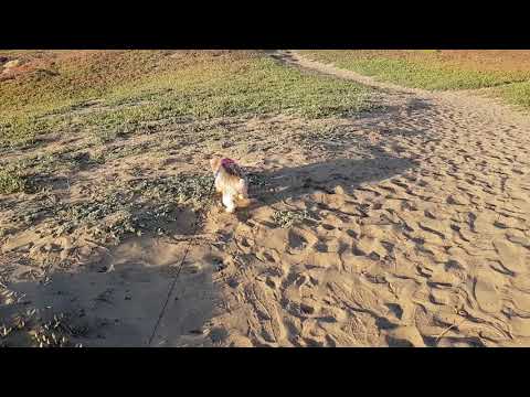 S9 ROM on Galaxy Note 8 1440P QHD 60fps Camera Test!
