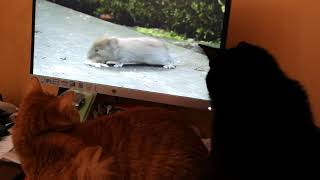 Tv for cats