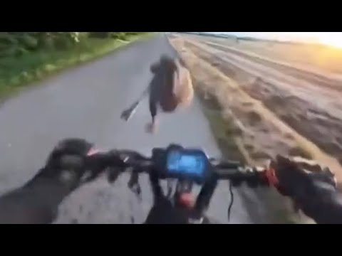 Rabbit kicks man off bike meme