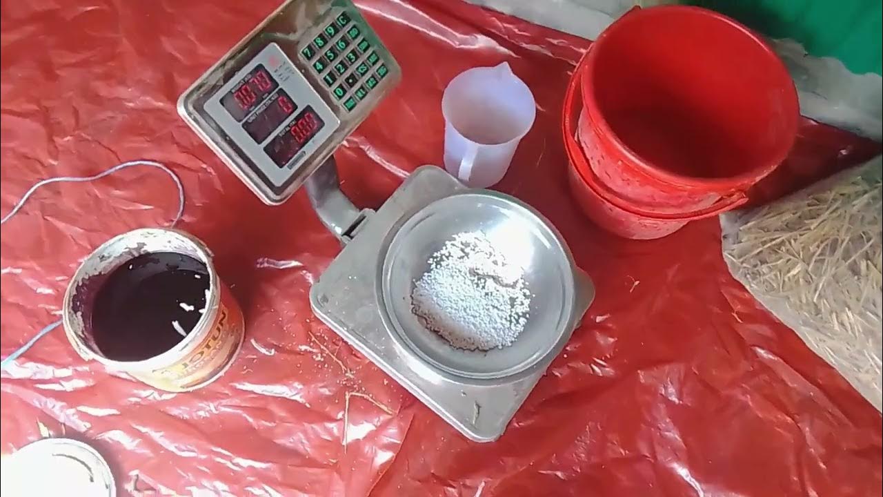 ইউরিয়া মোলাসেস স্ট্র ।100 Safe Urea molasses Straw Preparation For