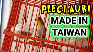 BELUM GENAP UMUR 1 BULAN UDAH MULAI GACOR ||PLECI AURI TAIWAN