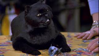 Salem Saberhagen, DO BIRDY CPR!