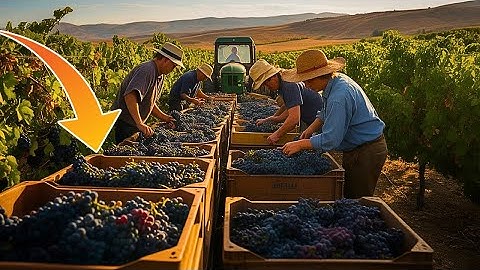 How Million Tons of Grapes Are Turned Into Wine In Mega Factory – Amazing Grape Farming