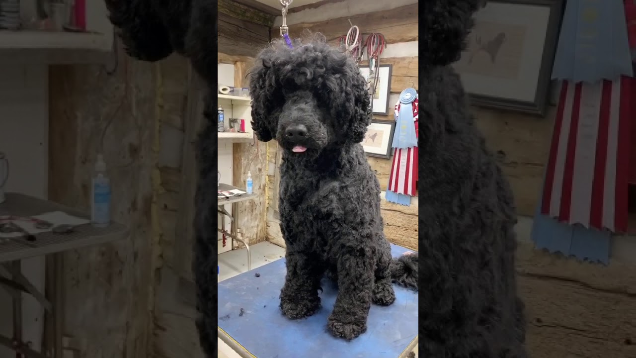 claircreek portuguese water dogs