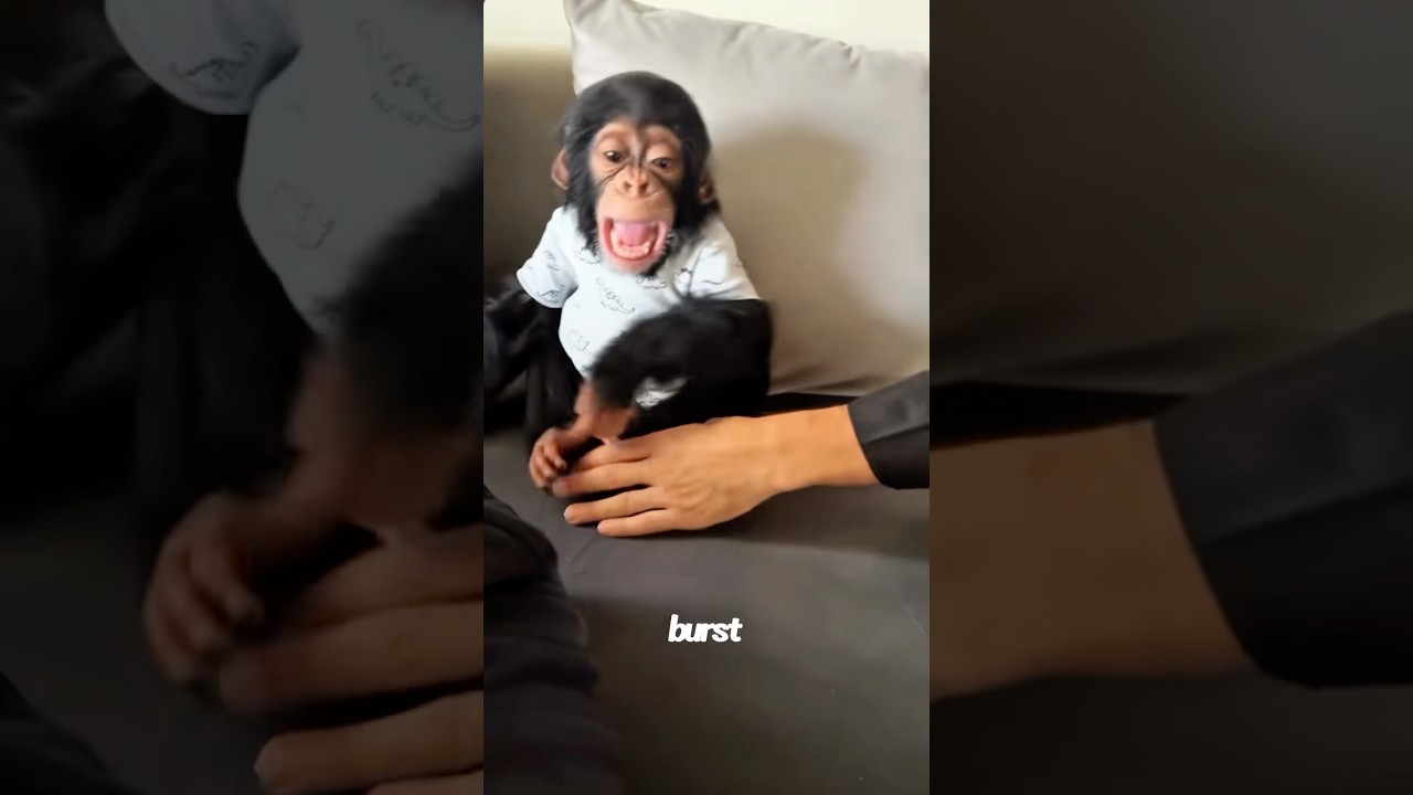 When you tickle a baby chimpanzee 