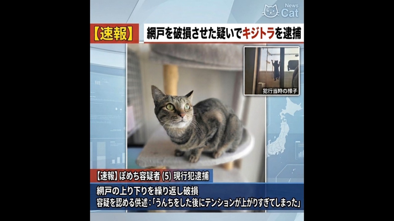 網戸を破損させた疑いで、キジトラ逮捕