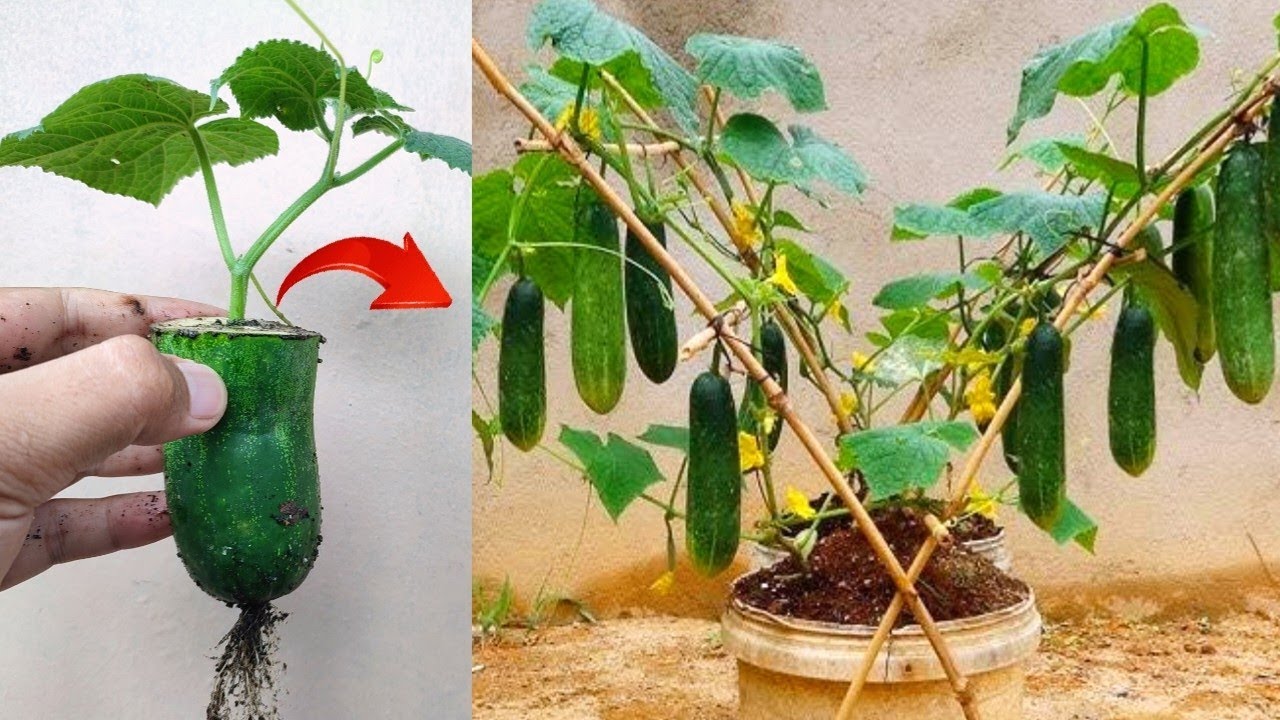 New skills! Growing a cucumbers tree with cucumber fruit in pot - YouTube