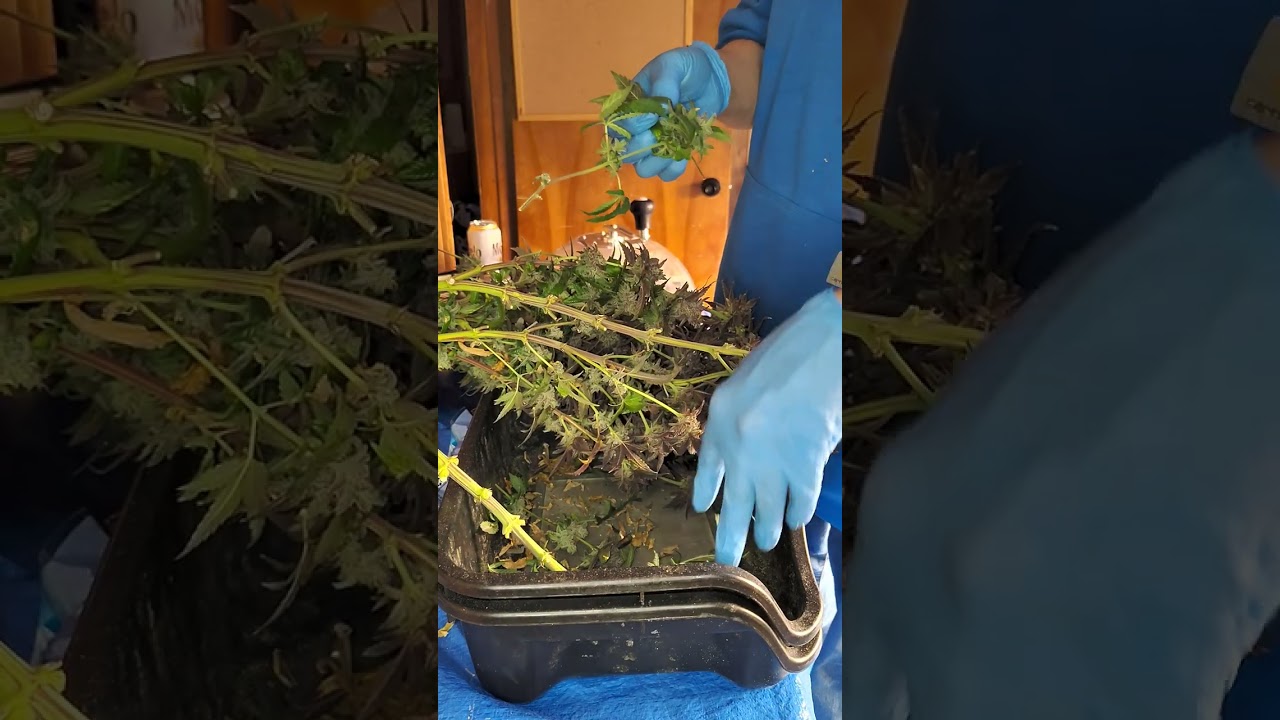 How to harvest cannabis. 