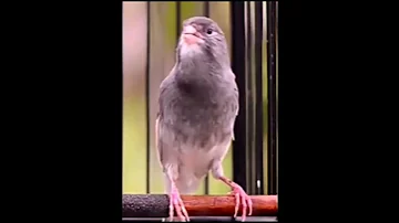 Canari Canary طيور الكناري تغريد كناري Canarino طائر الكناري Kanarya Kuşu Канарская птица 