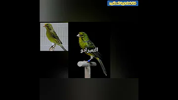 أشهر أنواع طيور كناري الصوت 