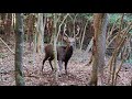 わな猟日誌(その6)