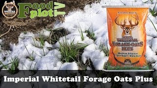 When to Plant Whitetail Institute Whitetail Forage Oats Food Plots