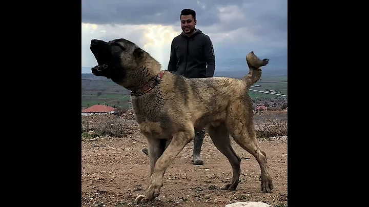 Dangerous deadlist kangal dog breeds #shorts #youtubeshorts #doglovers