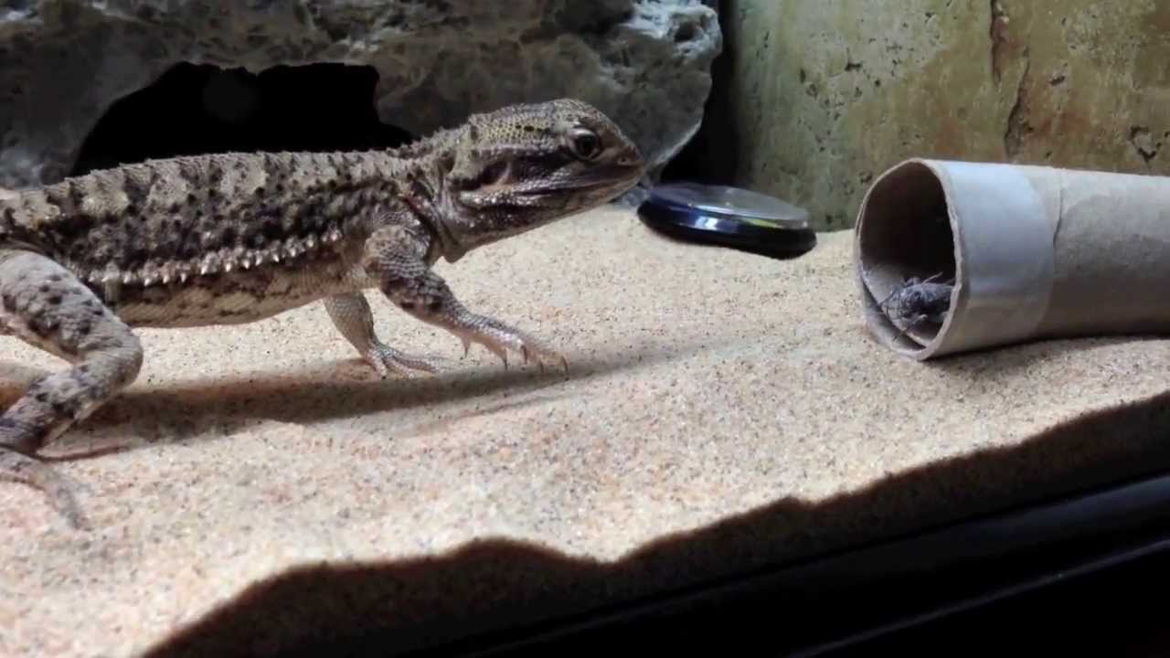 Hosuli -- the hungry little dragon