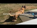 Our english mastiff playing in water gunther vs garden hose kids helping hosing off pollen