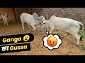 Ganga से Panga पड़ा Bhari 😱 #cowsblike