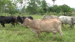 Capitulo 7. Documental ganadería sostenible en Caquetá.