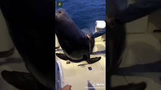 فقمة خرجت من الماءكي تلعب 😍😍😂🥺seal animal