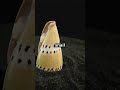 Discover the Venomous Cone Snail