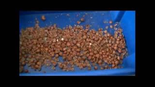 Оборудование  для переработки фундука. Cleaning hazelnut - НПП 