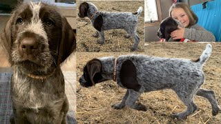 Wirehaired Pointing Griffon, Puppy Named Axle