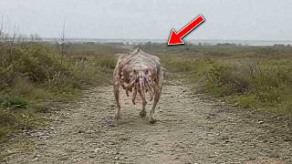 Terrifying Creatures Caught on Camera You Won't Believe Are Real