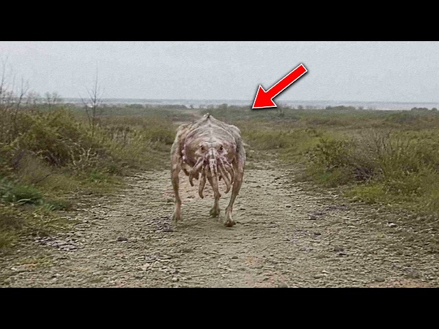 Terrifying Creatures Caught on Camera You Won't Believe Are Real