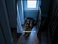 ¿Sabías que tu perro no DUERME bien cuando hay un BEBÉ en casa? 🐾