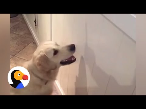 Funny Dog Tries to Catch a Shadow | The Dodo - YouTube