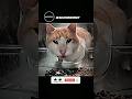 Cat  edit sigma 4k shots memescat